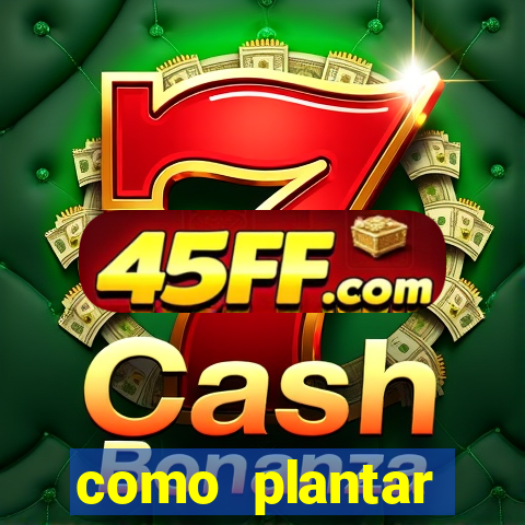 como plantar gergelim no vaso